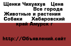 Щенки Чихуахуа › Цена ­ 12000-15000 - Все города Животные и растения » Собаки   . Хабаровский край,Амурск г.